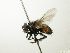  ( - INBIOCRI002434220)  @15 [ ] Unspecified (default): All Rights Reserved  Unspecified Unspecified