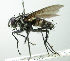  (Myiophasiini - INBIOCRI002594797)  @16 [ ] Unspecified (default): All Rights Reserved  Unspecified Unspecified