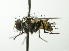  (Calodexia continua - inb0003171321)  @11 [ ] Unspecified (default): All Rights Reserved  Unspecified Unspecified