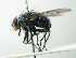  (Mesembrinella xanthorrhina - inb0003305510)  @11 [ ] Unspecified (default): All Rights Reserved  Unspecified Unspecified