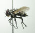  (Houghia sp. 8 - inb0003309434)  @11 [ ] Unspecified (default): All Rights Reserved  Unspecified Unspecified