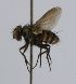  (Hypoproxynops Janzen2351 - inb0003314221)  @12 [ ] Unspecified (default): All Rights Reserved  Unspecified Unspecified