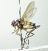  (Cholomyia inaequipesDHJ01 - inb0003535375)  @15 [ ] Unspecified (default): All Rights Reserved  Unspecified Unspecified