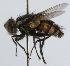  (Hemisturmia Janzen1811 - inb0003742854)  @12 [ ] Unspecified (default): All Rights Reserved  Unspecified Unspecified