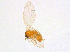  (Psychoda phalaenoides - BIOUG14575-D06)  @14 [ ] CreativeCommons - Attribution Non-Commercial Share-Alike (2011) M. Alex Smith University of Guelph