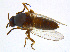  ( - BIOUG14575-F03)  @12 [ ] CreativeCommons - Attribution Non-Commercial Share-Alike (2011) M. Alex Smith University of Guelph