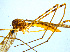  ( - BIOUG14576-D09)  @13 [ ] CreativeCommons - Attribution Non-Commercial Share-Alike (2011) M. Alex Smith University of Guelph