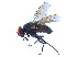  (Hebecnema umbratica - BIOUG14577-F04)  @15 [ ] CreativeCommons - Attribution Non-Commercial Share-Alike (2011) M. Alex Smith University of Guelph