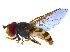  (Syrphus torvus - BIOUG14578-G09)  @15 [ ] CreativeCommons - Attribution Non-Commercial Share-Alike (2011) M. Alex Smith University of Guelph