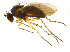  (Gymnopternus sp. SEB1 - BIOUG14581-E07)  @16 [ ] CreativeCommons - Attribution Non-Commercial Share-Alike (2011) M. Alex Smith University of Guelph