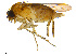  (Megaselia nigriceps - BIOUG14582-A08)  @15 [ ] CreativeCommons - Attribution Non-Commercial Share-Alike (2011) M. Alex Smith University of Guelph