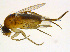  (Megaselia pulicaria complex - BIOUG14582-A10)  @14 [ ] CreativeCommons - Attribution Non-Commercial Share-Alike (2011) M. Alex Smith University of Guelph
