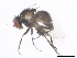  ( - BIOUG01409-G10)  @12 [ ] CreativeCommons - Attribution (2012) CBG Photography Group Centre for Biodiversity Genomics