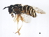  ( - BIOUG01359-F08)  @13 [ ] CreativeCommons - Attribution (2012) CBG Photography Group Centre for Biodiversity Genomics