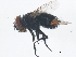  ( - BIOUG01359-G05)  @12 [ ] CreativeCommons - Attribution (2012) CBG Photography Group Centre for Biodiversity Genomics