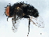  (Pseudochaeta siminina - BIOUG01392-E07)  @13 [ ] CreativeCommons - Attribution (2012) CBG Photography Group Centre for Biodiversity Genomics