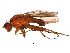  ( - BIOUG01402-D07)  @13 [ ] CreativeCommons - Attribution (2012) CBG Photography Group Centre for Biodiversity Genomics