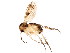 (Mycetophila alea - BIOUG01402-G02)  @15 [ ] CreativeCommons - Attribution (2012) CBG Photography Group Centre for Biodiversity Genomics