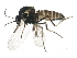  ( - BIOUG01403-F10)  @13 [ ] CreativeCommons - Attribution (2012) CBG Photography Group Centre for Biodiversity Genomics