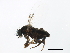  ( - BIOUG01403-H02)  @13 [ ] CreativeCommons - Attribution (2012) CBG Photography Group Centre for Biodiversity Genomics