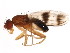  ( - BIOUG01406-C11)  @13 [ ] CreativeCommons - Attribution (2012) CBG Photography Group Centre for Biodiversity Genomics