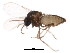  ( - BIOUG01406-D08)  @13 [ ] CreativeCommons - Attribution (2012) CBG Photography Group Centre for Biodiversity Genomics