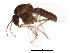  ( - BIOUG01406-E03)  @13 [ ] CreativeCommons - Attribution (2012) CBG Photography Group Centre for Biodiversity Genomics
