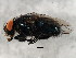  ( - BIOUG01408-H09)  @14 [ ] CreativeCommons - Attribution (2012) CBG Photography Group Centre for Biodiversity Genomics