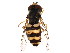  ( - BIOUG01411-D01)  @13 [ ] CreativeCommons - Attribution (2012) CBG Photography Group Centre for Biodiversity Genomics