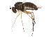  ( - BIOUG01411-D11)  @14 [ ] CreativeCommons - Attribution (2012) CBG Photography Group Centre for Biodiversity Genomics