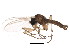  (Corynoptera praeforcipata - BIOUG01426-B03)  @13 [ ] CreativeCommons - Attribution (2012) CBG Photography Group Centre for Biodiversity Genomics