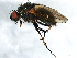  ( - BIOUG01428-G07)  @14 [ ] CreativeCommons - Attribution (2012) CBG Photography Group Centre for Biodiversity Genomics