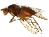  (Heteromyza - BIOUG01428-H08)  @14 [ ] CreativeCommons - Attribution (2012) CBG Photography Group Centre for Biodiversity Genomics