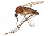  ( - BIOUG01459-A04)  @13 [ ] CreativeCommons - Attribution (2012) CBG Photography Group Centre for Biodiversity Genomics