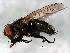  ( - BIOUG01459-B10)  @14 [ ] CreativeCommons - Attribution (2012) CBG Photography Group Centre for Biodiversity Genomics