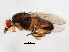  ( - BIOUG01460-H05)  @13 [ ] CreativeCommons - Attribution (2012) CBG Photography Group Centre for Biodiversity Genomics