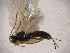  (Coiba sp - Cham-0007)  @12 [ ] Copyright  V. De Jesus-Bonilla and A. Zaldivar-Riveron Unspecified