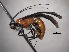  (Odontobracon - Cham-0038)  @14 [ ] Copyright  V. De Jesus-Bonilla and A. Zaldivar-Riveron Unspecified