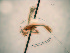  ( - Cham-0044)  @12 [ ] Copyright  V. De Jesus-Bonilla and A. Zaldivar-Riveron Unspecified