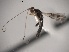  ( - Cham0424)  @12 [ ] Copyright  V. De Jesus-Bonilla and A. Zaldivar-Riveron Unspecified