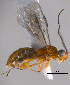  (Lissopsius pacificus - Cham-0904)  @15 [ ] Unspecified (default): All Rights Reserved  Unspecified Unspecified