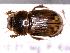  (Aphodius sp. 1 - RE21-KP1- COL-0063)  @11 [ ] CreativeCommons  Attribution Non-Commercial (by-nc (2024) Unspecified Technische Universität Darmstadt
