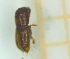  (Xyleborinus exiguus - RE21-AF1-SCO-0272)  @11 [ ] by-nc-sa (2023) Unspecified University of Würzburg