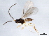  (Dinotrema jft01 - ASGLE2-0268)  @13 [ ] CreativeCommons - Attribution (2011) CBG Photography Group Centre for Biodiversity Genomics