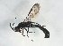  ( - ASGLE2-0414)  @14 [ ] CreativeCommons - Attribution (2011) CBG Photography Group Centre for Biodiversity Genomics