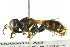  (Ectemnius cephalotes - BIOUG00316-A12)  @15 [ ] CreativeCommons - Attribution (2011) CBG Photography Group Centre for Biodiversity Genomics