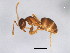  ( - ASGLE-0020)  @14 [ ] CreativeCommons - Attribution (2011) CBG Photography Group Centre for Biodiversity Genomics