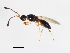  ( - ASGLE-0163)  @12 [ ] CreativeCommons - Attribution (2011) CBG Photography Group Centre for Biodiversity Genomics
