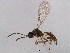 ( - ASGLE-0242)  @13 [ ] CreativeCommons - Attribution (2011) CBG Photography Group Centre for Biodiversity Genomics