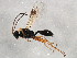  ( - ASGLE-0521)  @14 [ ] CreativeCommons - Attribution (2011) CBG Photography Group Centre for Biodiversity Genomics